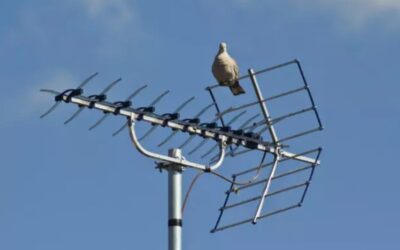How to Stop Birds Sitting on My TV Aerial