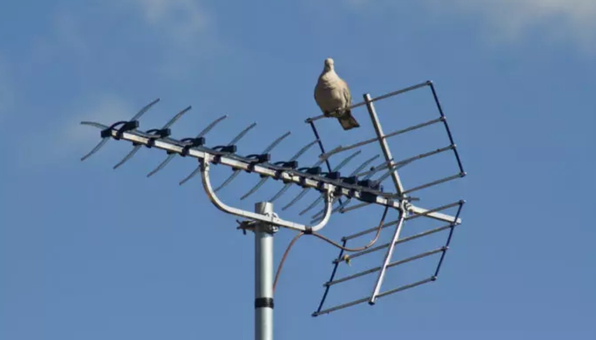 How to Stop Birds from Sitting on My TV Aerial